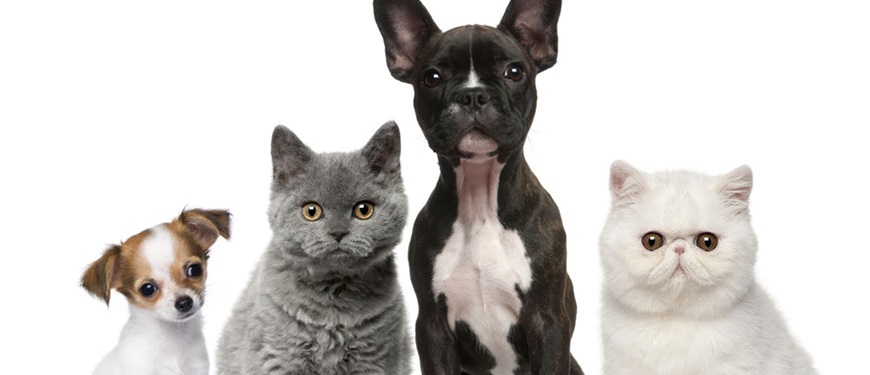 лечение дерматита у кошек и собак