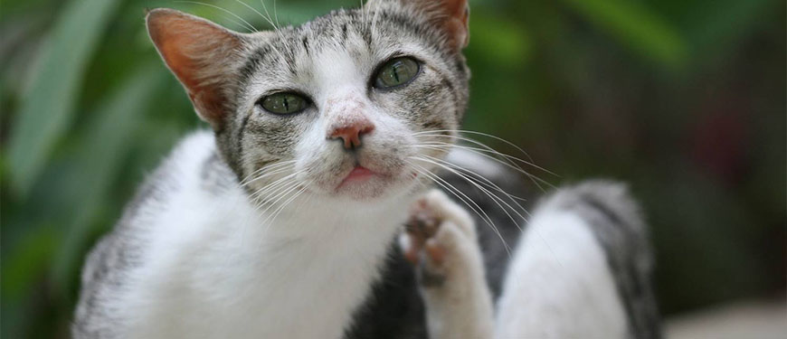 Кошка чешет уши, ушной зуд у кошек | ЕвроВет